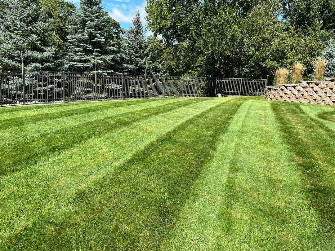 Lush green lawn with neatly striped grass and a fenced backyard landscape.