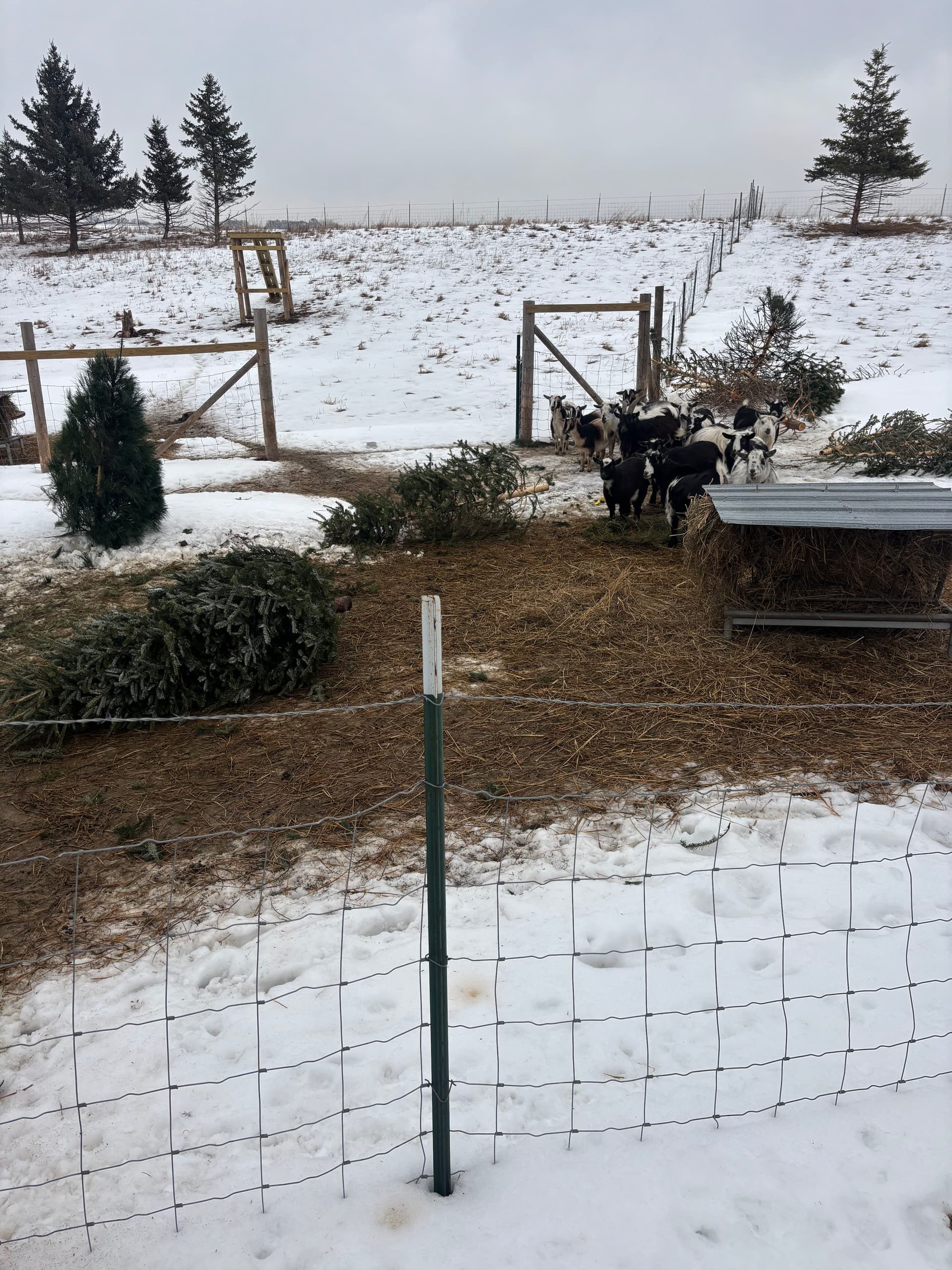Christmas Tree Recycling for Goats at Wagner Farms