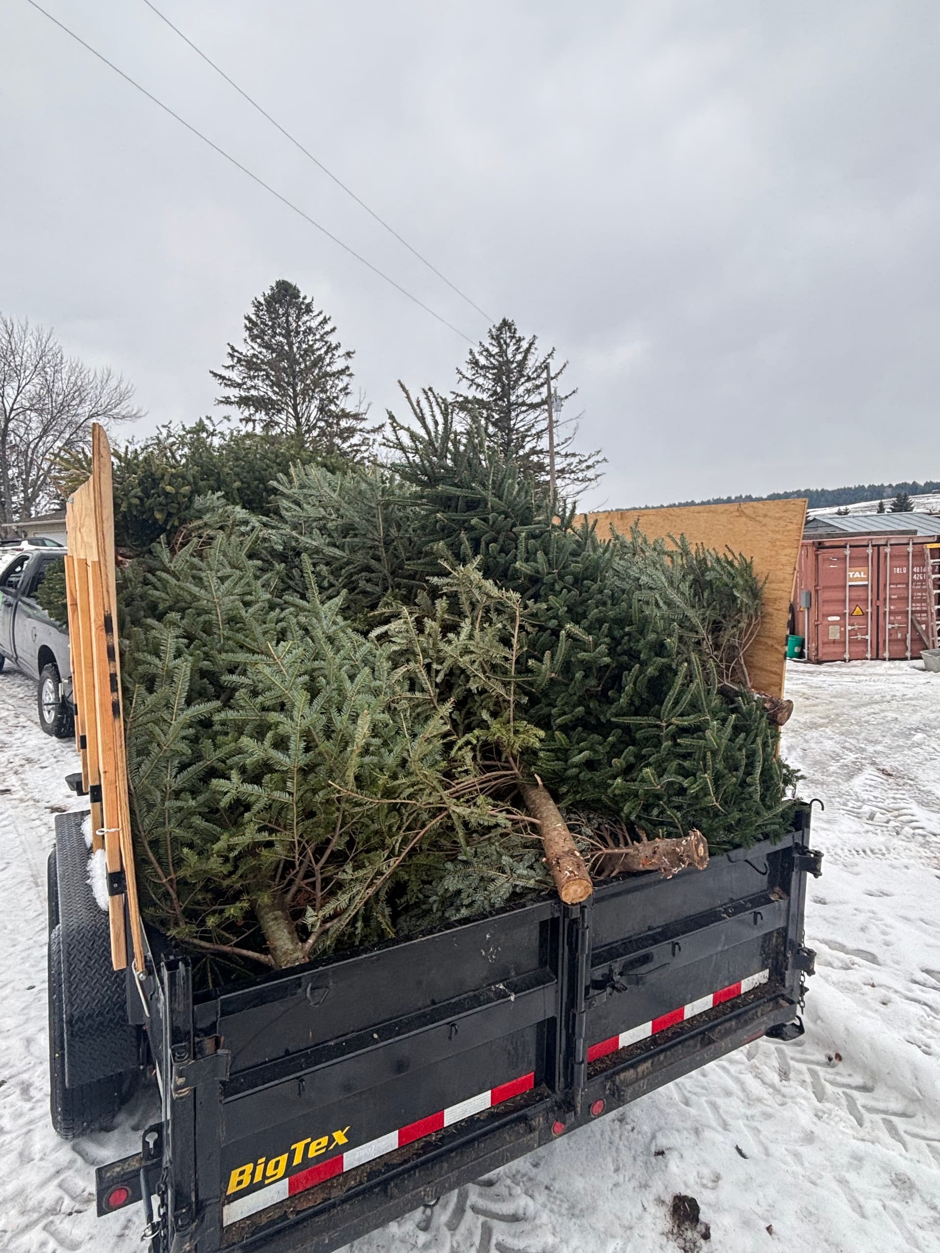 Christmas Tree Recycling for Goats at Wagner Farms