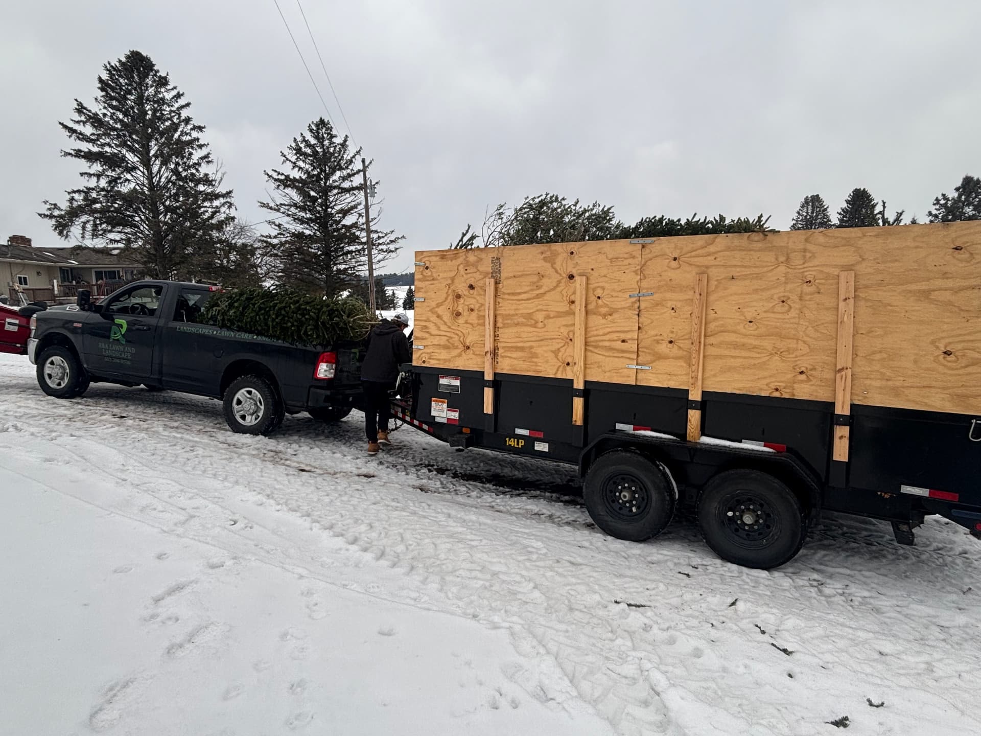 Christmas Tree Recycling for Goats at Wagner Farms